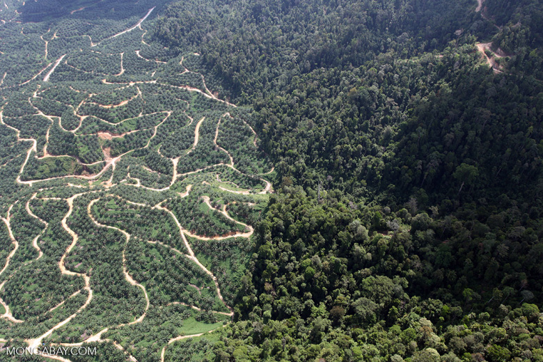 An oil palm plantation adjacent to tropical forest in Borneo, where a “triple hotspot for biodiversity, carbon and threat, [means] there is a compelling global case for prioritzing their conservation,” the scientists write. Photo by Rhett A. Butler