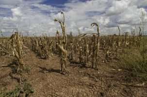 Texas corn crop withers in the heat. Credit: Bob Nichols/USDA