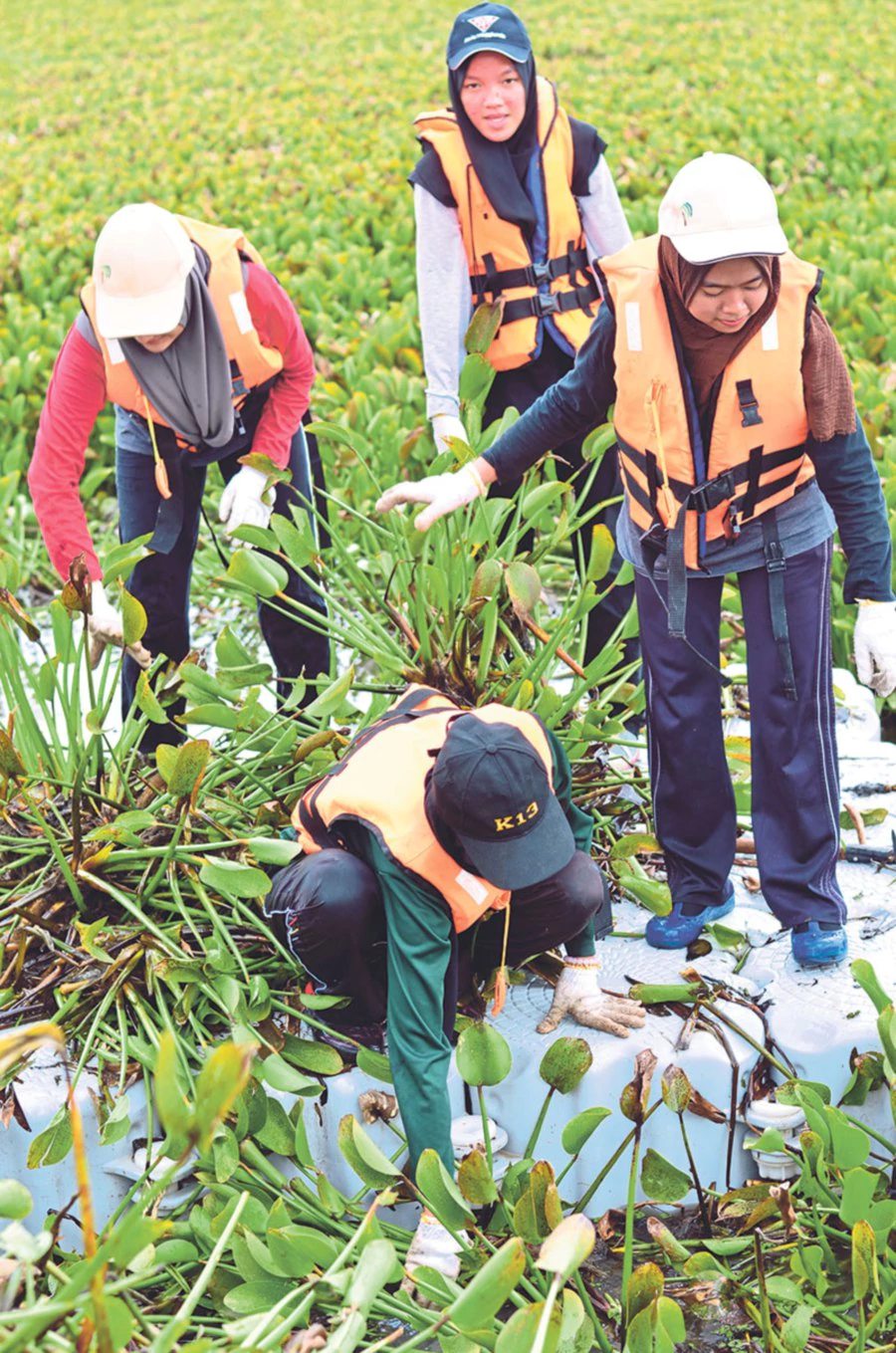 Removing water hyacinths after the weeding process.
