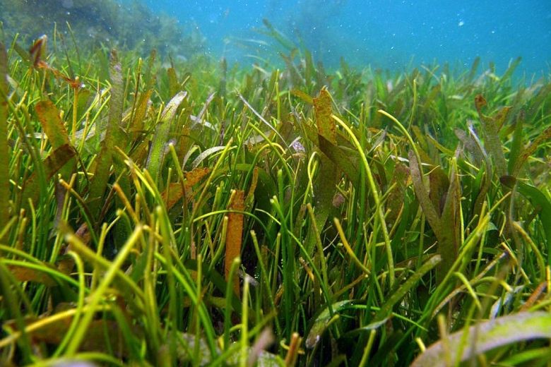 Seagrasses (above) are found in coastal waters all over the world, apart from at the poles.PHOTO: SITI MARYAM YAAKUB