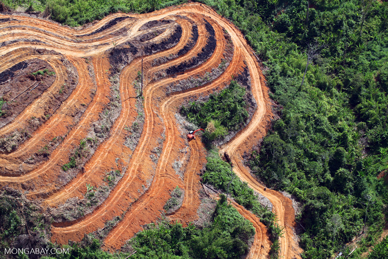 Deforestation for oil palm in Malaysia’s Sabah State. Photo by Rhett A. Butler/Mongabay.
