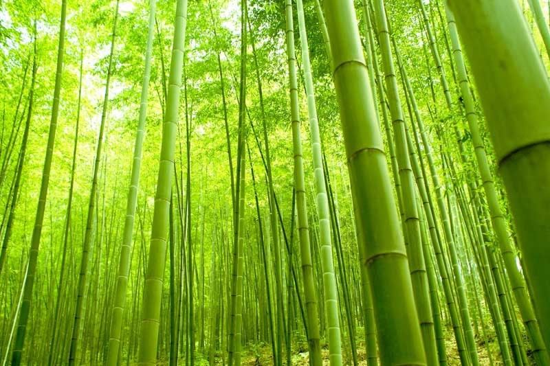 nat3-bamboo-trees 2018-04-16 21-26-56
