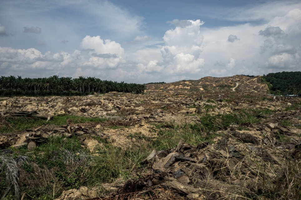 A palm oil plantation encroaches on a wildlife reserve (500sq km) in Malaysia (Picture: Getty Images) 