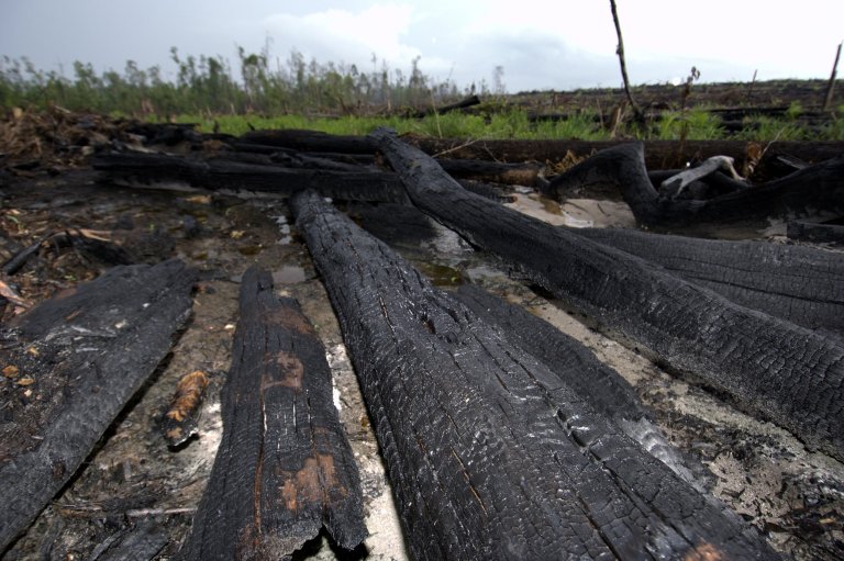 Burnt tree trunks lay smouldering as forest is being cleared for oil palm plantation. Kalimantan, Borneo, Indonesia (Picture: Getty Images) 