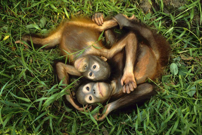 Orphaned Bornean orangutans – the orangutan is hit particularly hard by palm oil deforestation (Picture: Getty Images)   
