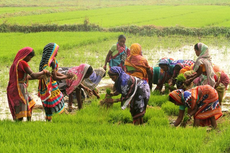 Daily wage women laborers are seen at an agricultural paddy field as they removes paddy saplings before to replant another field outskirts of the eastern Indian state Odisha's capital city Bhubaneswar on 28 January 2018. STR/NurPhoto via Getty Images