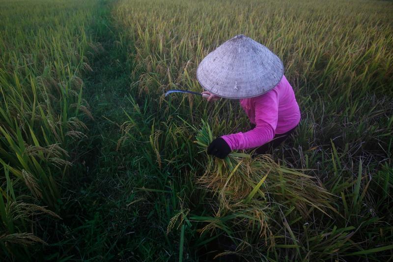 A farmer harvests rice on a rice paddy field outside Hanoi, Vietnam, June 7, 2018 Reuters