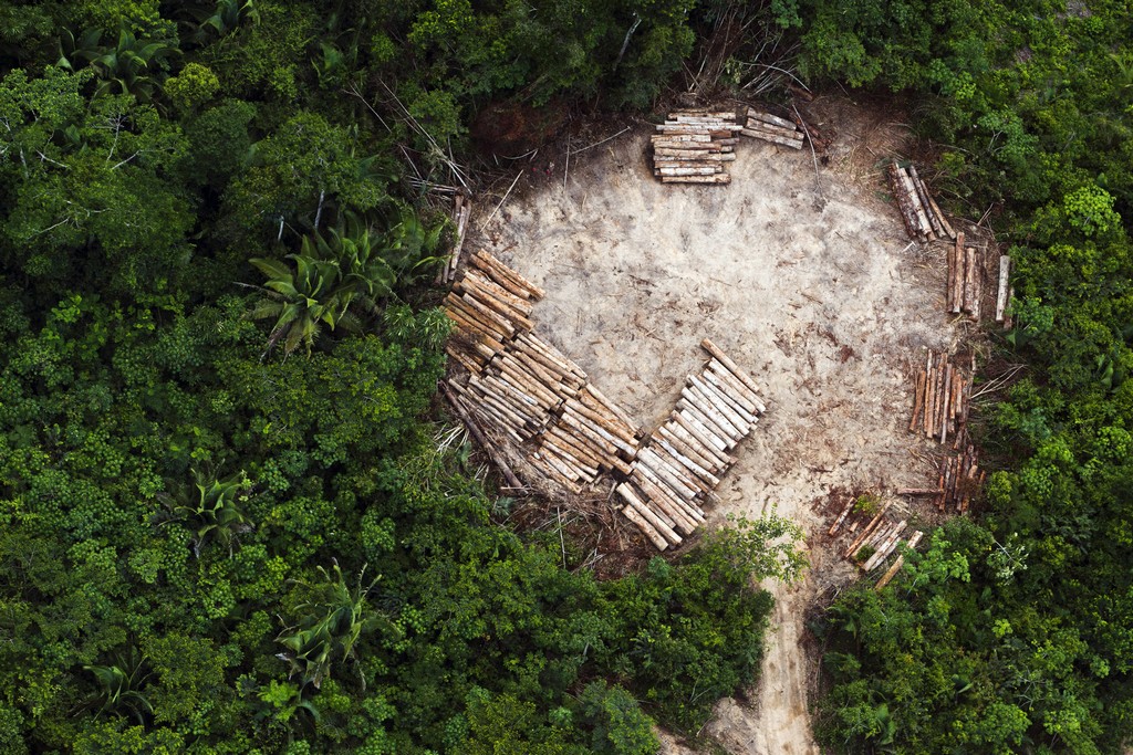 An aerial view of indigenous land in the region of Altamira in the Brazilian Amazon, cleared for illegal logging © Daniel Beltrá/Photographers against wildlife crime