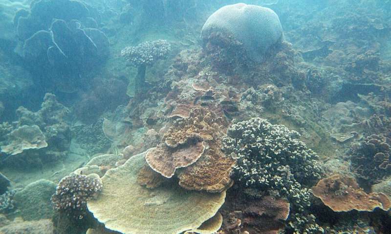 NUS marine scientists found that coral species in Singapore's sedimented and turbid waters are unlikely to be impacted by accelerating sea-level rise. Credit: Huang Danwei