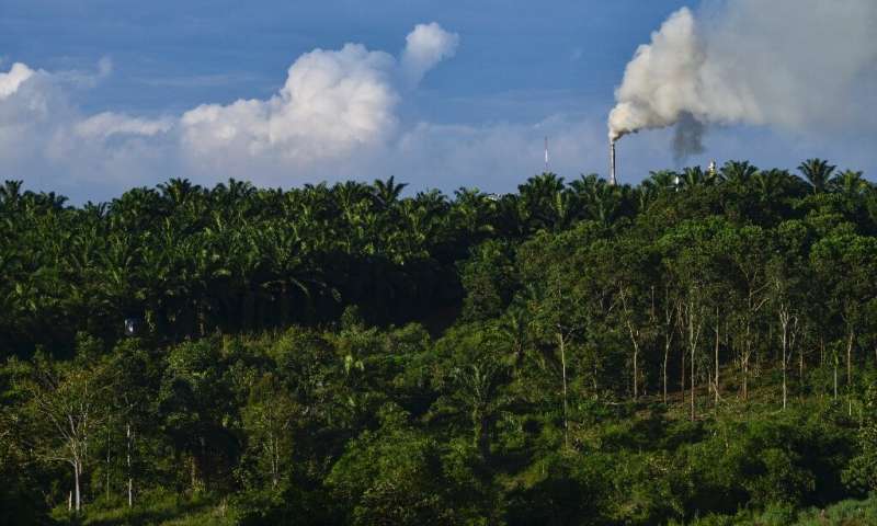 Environmentalists say palm oil drives deforestation, with vast areas of Southeast Asian rainforest logged in recent decades to make way for plantations