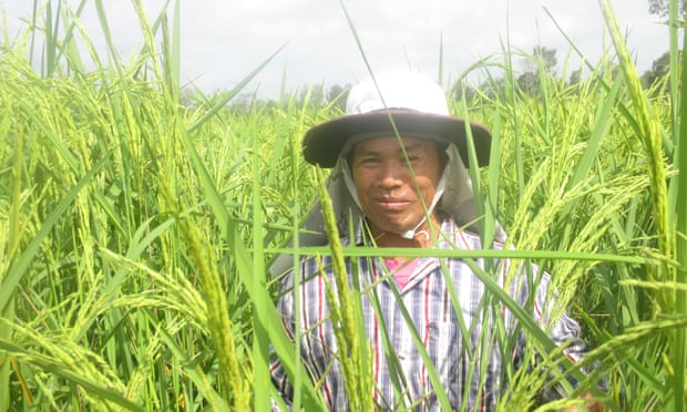 Buathong Kukamjad from Warin Chamrap district with his large crop of jasmine rice, grown without flooding the soil. Photograph: John Vidal/The Guardian