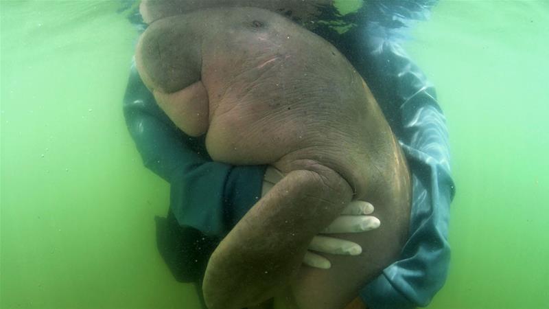Marium was found bruised last week after an apparent attack by an amorous male dugong [File: Sirachai Arunrugstichai/AFP]