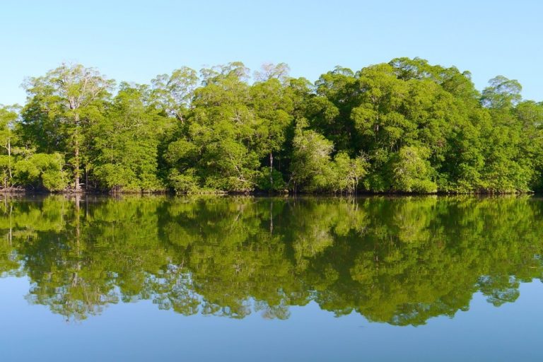 Mangrove forests are an important source of fish for the indigenous communities. Image courtesy of the Rainforest Foundation.