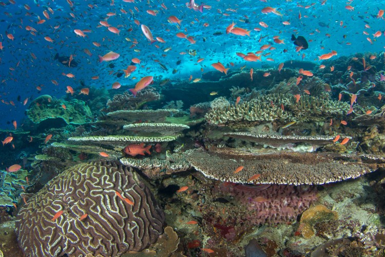 A healthy reef in Indonesia teems with life. Michael Webster/Coral Reef Alliance