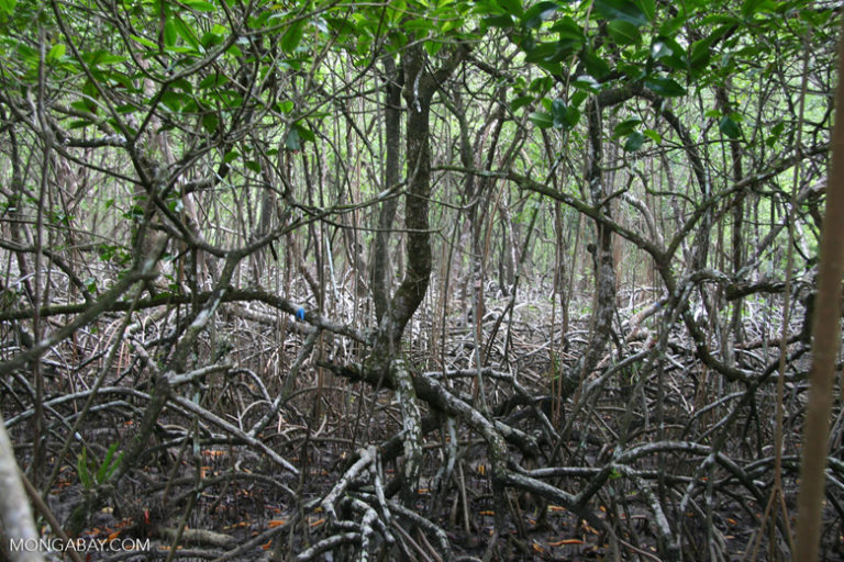 A typical mangrove forest in Panama. Image by Rhett A. Butler/Mongabay.