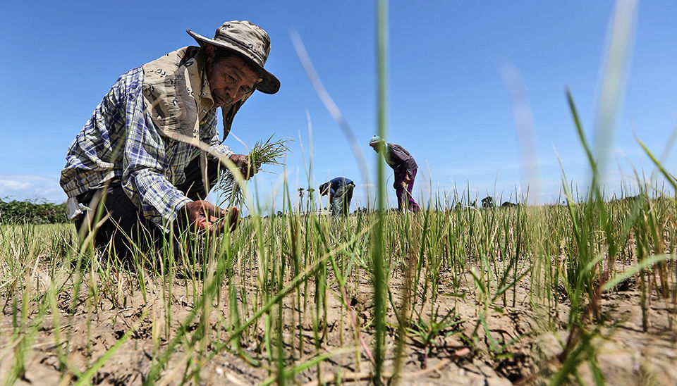 Thailand drought rice growing