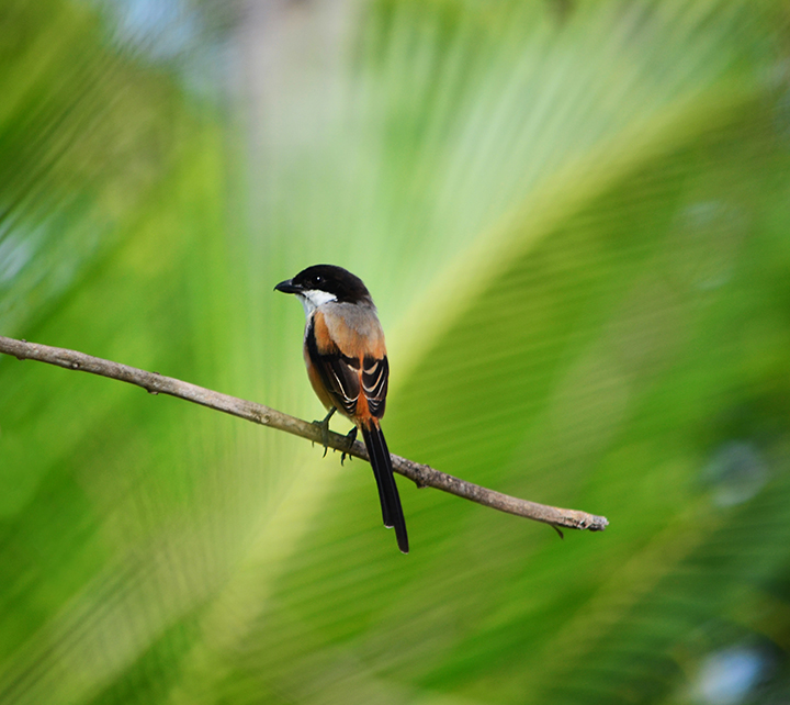 Long-tailed shrike