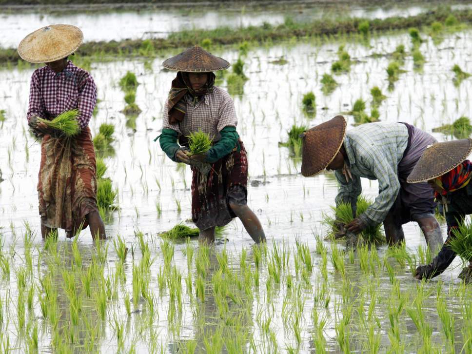 Rice is a vital crop that provides people with more calories in total than any other food ( STR/AFP/Getty Images )
