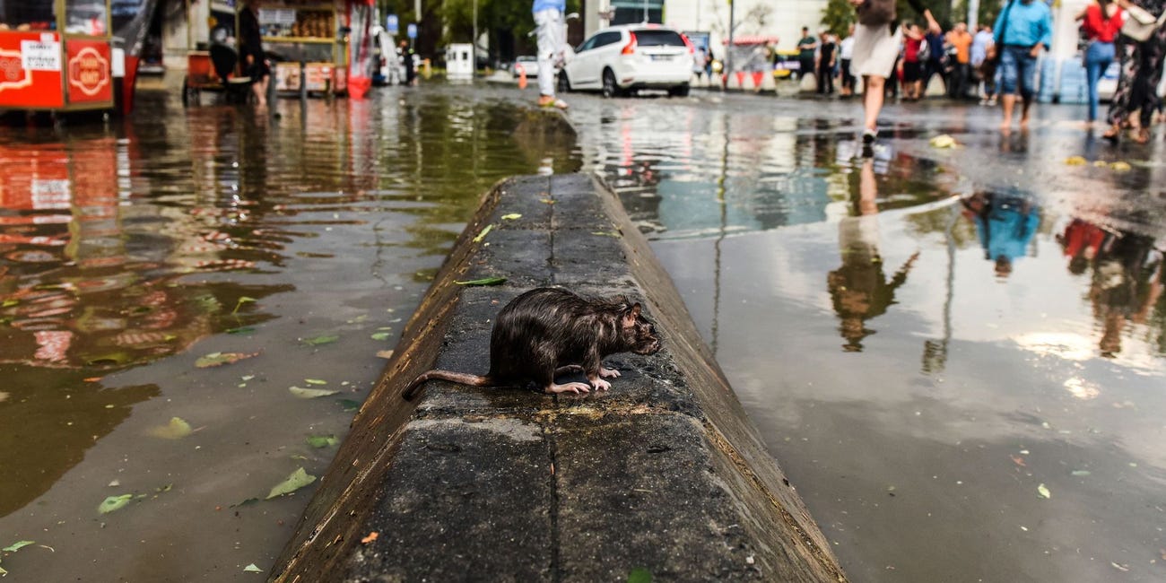 Certain rodent-borne diseases are associated with flooding, which is expected to increase as temperatures rise worldwide. BULENT KILIC/AFP via Getty Images