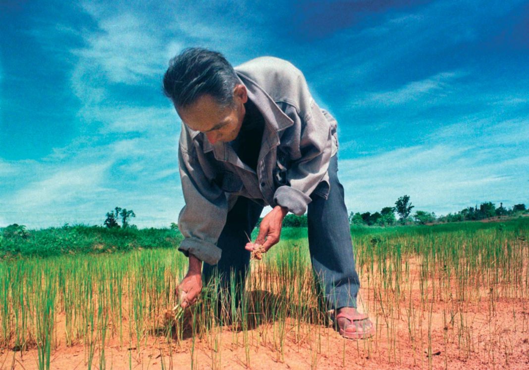 Researchers are now looking to create drought and salt resistant varieties of rice to protect food security. Photo: Thaksina Khaikaew