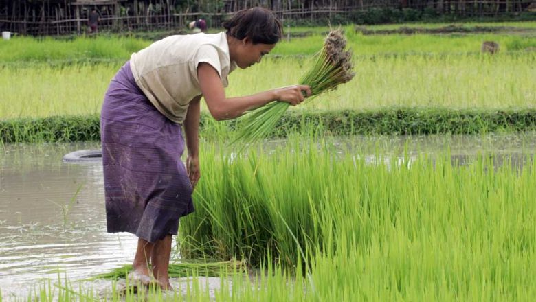 A Lao farmer transplants rice on a field in the southwestern province of Khammoune. Laos would help farmers improve commercial crop cultivation techniques such as using fast-growing and hardy grain varieties to suit local conditions. AFP