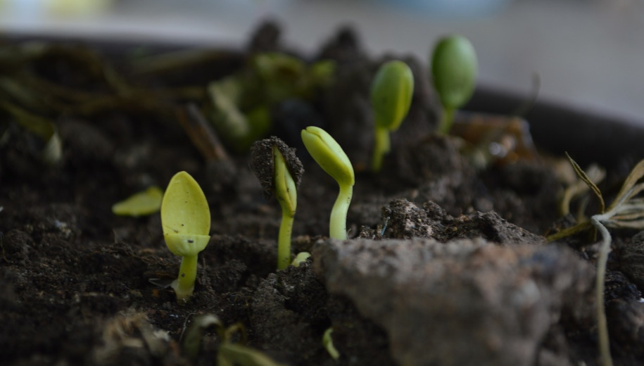 A new report says that soil biodiversity, while undervalued, represents real nature-based solutions to address critical issues such as food insecurity, climate change and poverty Copyright: Image by GAD-BM from Pixabay. 