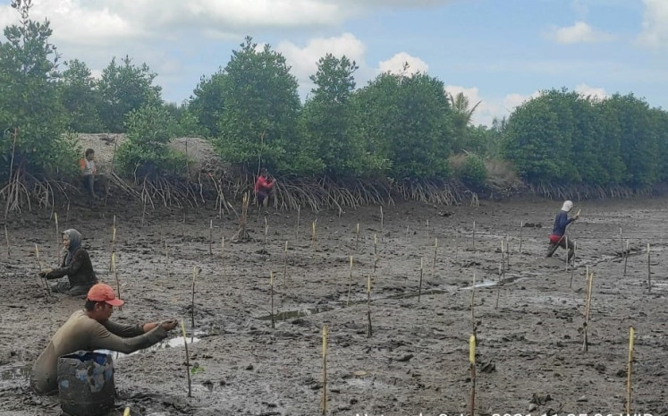 Residents of Penaga, Teluk Bintan, Bintang Regency, Riau Islands tend to mangrove seedlings. (Photo Credit: The Jakarta Post)
