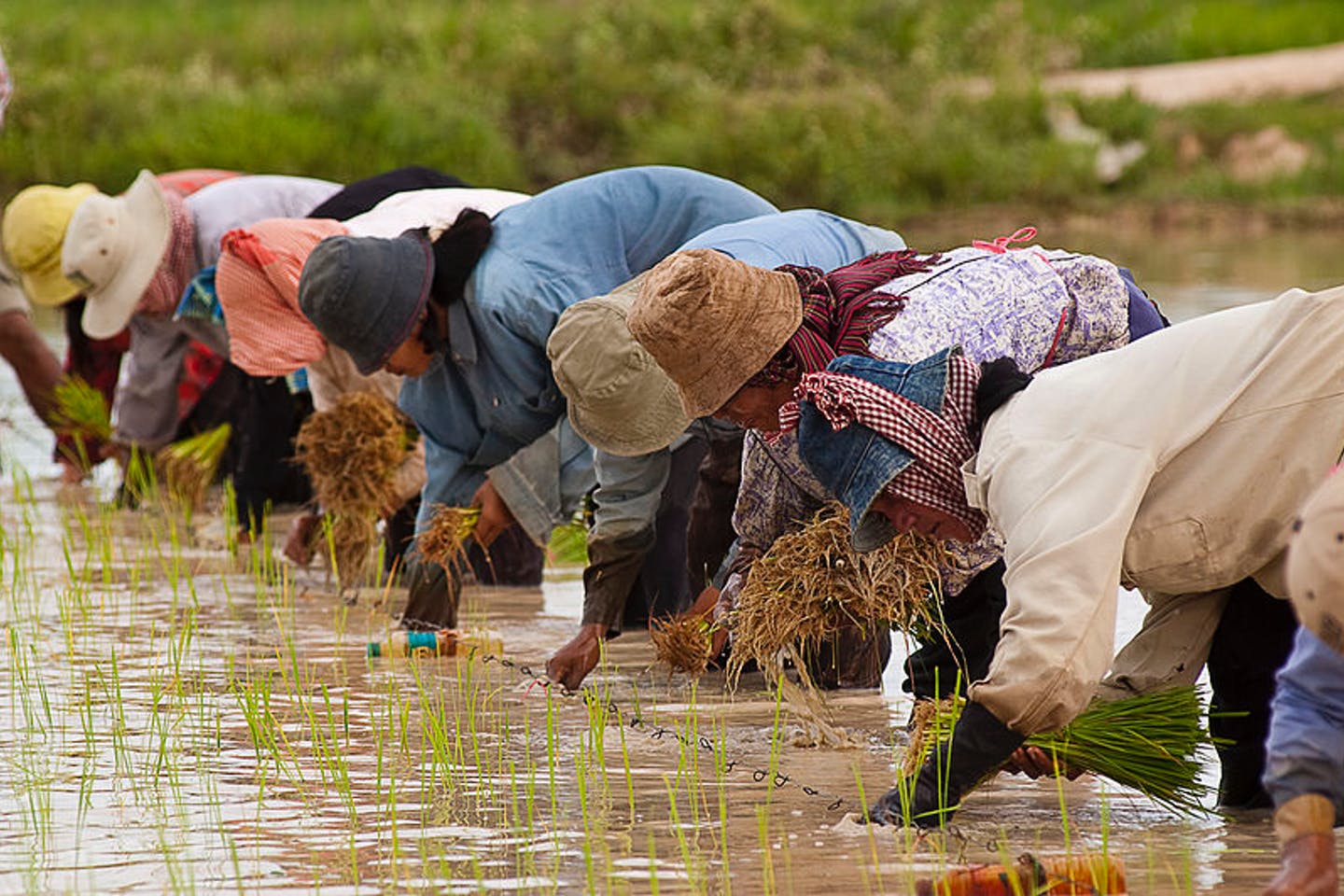 Cambodian farmers planting rice. (Image: Brad Collis , CC BY 2.0)