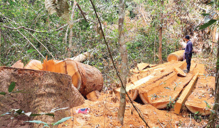 Royal Academy of Cambodia president Sok Touch looks at a tree that was cut to clear land inside Preah Vihear’s Techo Sen Russey Treb Park. (Source: Facebook)