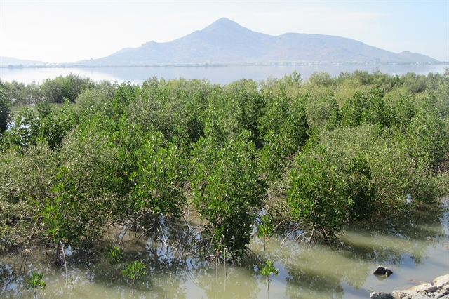 nMangrove forests planted in response to climate change and ecosystem restoration in Ninh Thuan Province’s Ninh Hai District. (Photo: VNA)