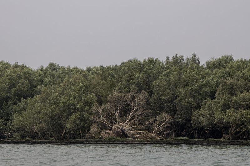 September 2019 photo shows a patch of mangroves in the village of Taliptip in Bulacan province.
