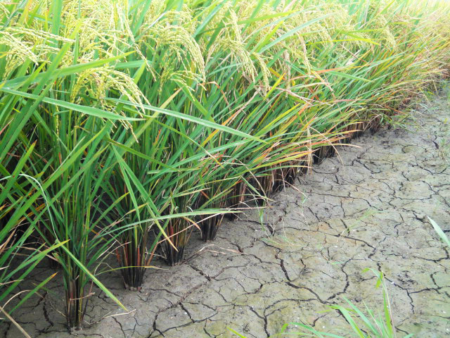 Photo shows a good condition of the soil, and a better crop stand under alternate-wetting and drying technique. Photo credit: PhilRice