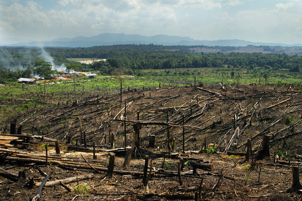 Burning rainforests on Borneo and Sumatra to make space for palm oil plantations is one of the greatest threats to orangutans. Photo: UNEP GRID Arendal/Peter Prokosch