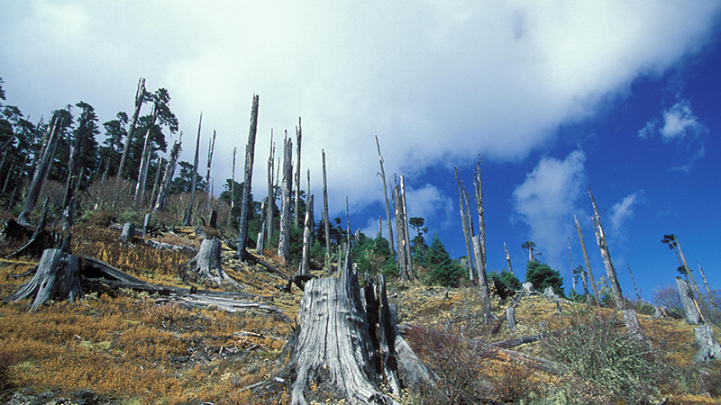 Deforestation in Bhutan. Forests are vital stocks of carbon and water resources (Flickr/ World Bank)