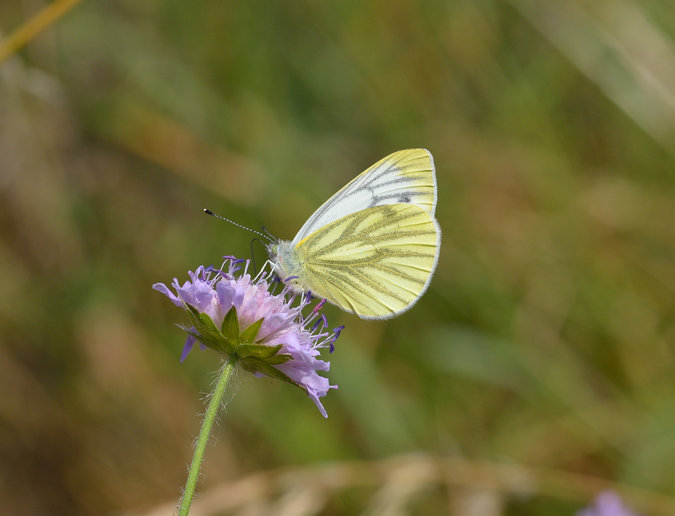 The green-veined white butterfly is among six species of butterfly that could face extinction in Britain by 2050 as a result of climate change. Credit Jim Asher