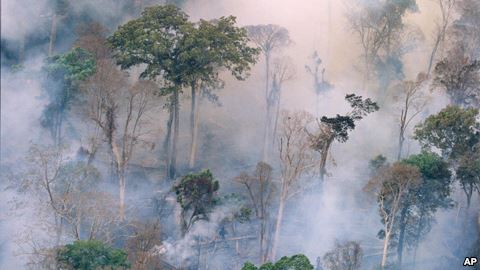 The forest burns near Prey Long, Cambodia, in this undated photo.