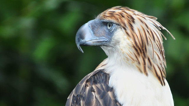 ENDANGERED KING. The Philippines struggles to protect the glorious Philippine Eagle dubbed 'Haribon' or King of Philippine Birds. (Shutterstock)