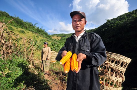 Rain-fed maize in almost all the island regions will be hard hit by climate change, with negative yields as a result. Photo: N. Palmer (CIAT)