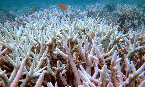  In this photo released by Centre of Marine Studies, The University of Queensland, fish swim amongst bleached coral near the Keppel Islands in the Great Barrier Reef, Australia. Photograph: Ove Hoegh-Guldberg/AP