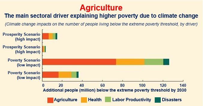 Agriculture is clearly the main driver of the impact of climate change on poverty. (Image: World Bank)