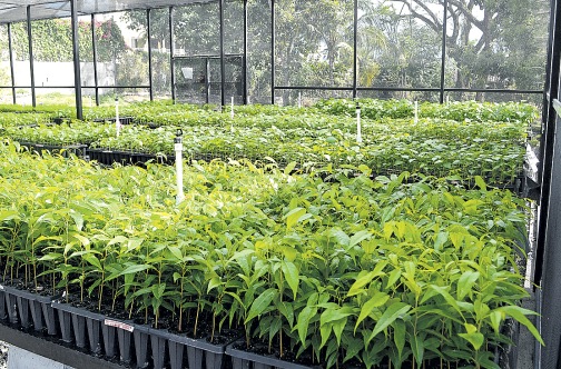 Rows of Jamaican mahagony in the shade house at the Forestry Department waiting to be transplanted. Tree-planting events are among the activities planned for the celebration of International Day of Forests.
