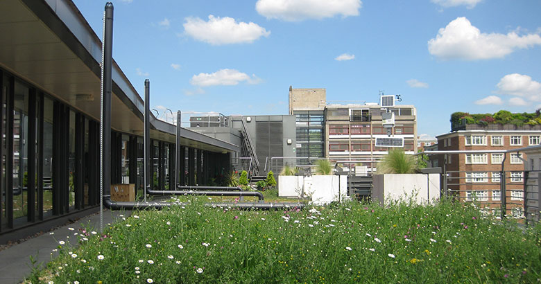BGD test site: Green Roof at Imperial College London