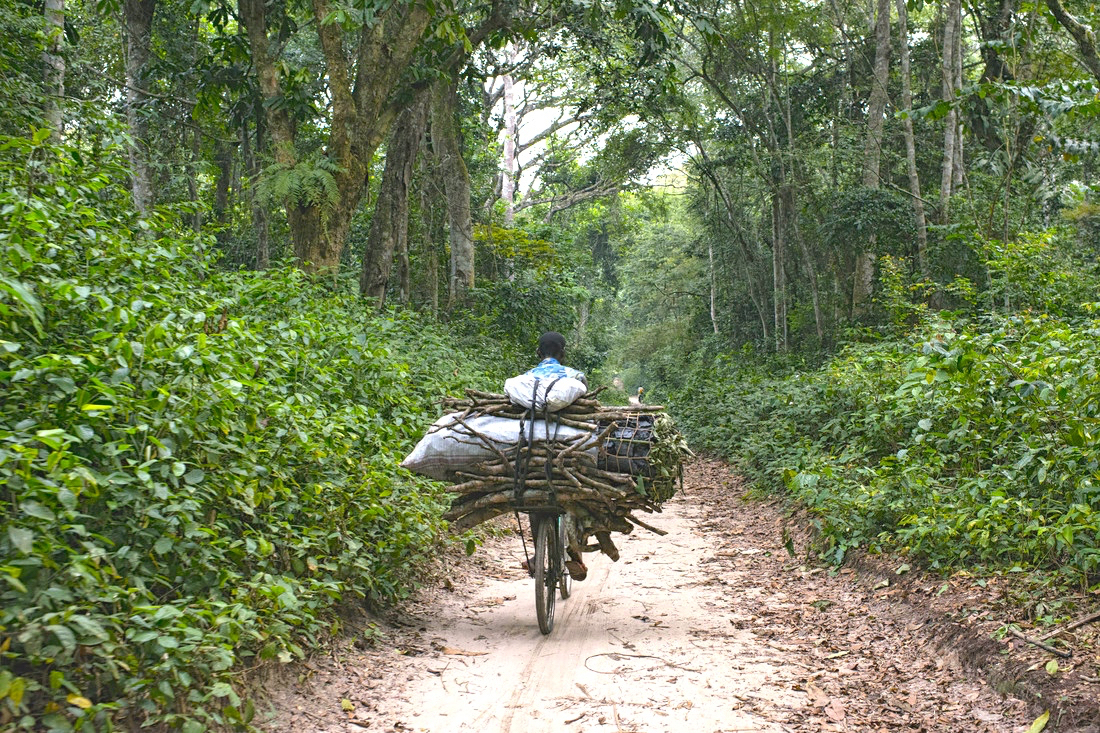 Hauling fuelwood in Kisangani, Democratic Republic of Congo. Ollivier Girard/CIFOR photo