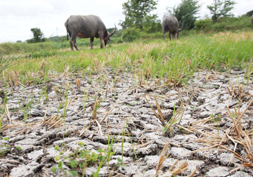 Buffalo graze in parched paddy fields in Min Kin Kon village, in Mandalay’s Patheingyi township, on July 23. (Kyaw Ko Ko/The Myanmar Times)