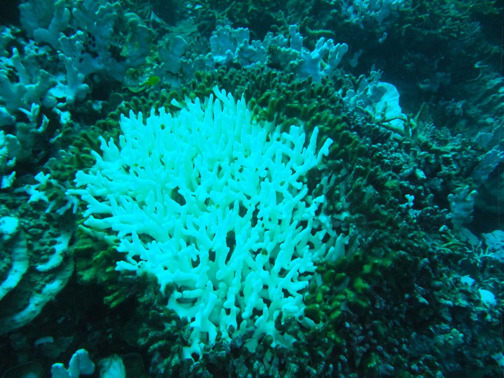 Bleached stag coral, Malaysia. Coral bleaching could be the greatest threat facing the world’s reefs. Pic: Gavin Bain (Flickr CC)