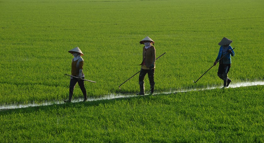 Farmers walk on a rice field in southern Vietnam on December 10, 2014. Photo credit: AFP