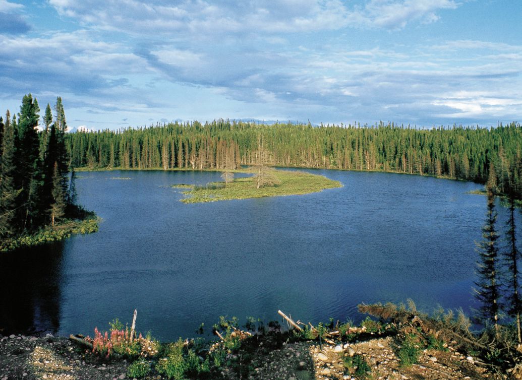 Boreal forest in Quebec, Canada. DeAgostini/Getty