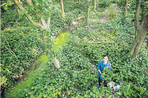 Ubon Sriratanapitak, who grows organic limes and vegetables in Klong Jinda, is working with the Green Net Foundation along with other growers and farmers to establish a local seed bank.
