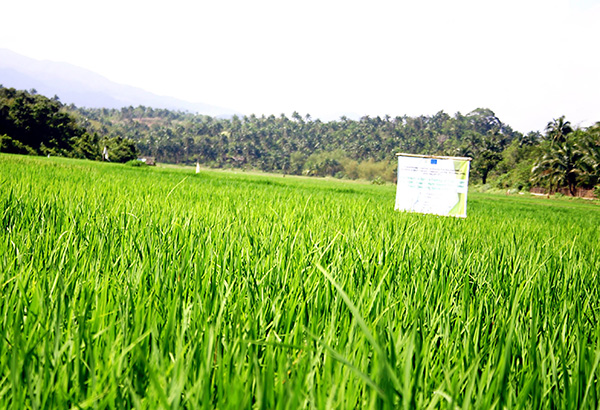 The collaborative project is intended to mitigate the impacts of climate change on rice production and food security with the development of varieties that could withstand multiple biotic and abiotic stresses. File photo