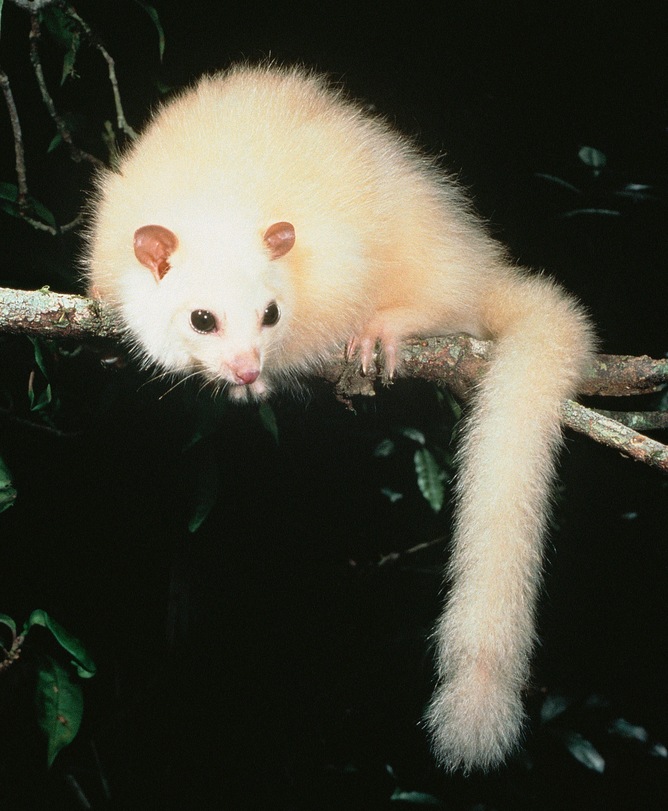 The white lemuroid possum. Mike Trenerry